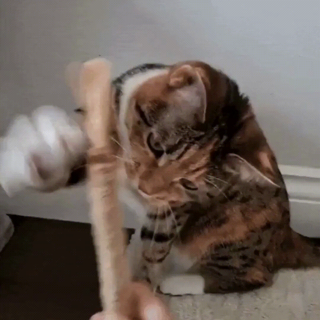 3x Gryzaki dentystyczne